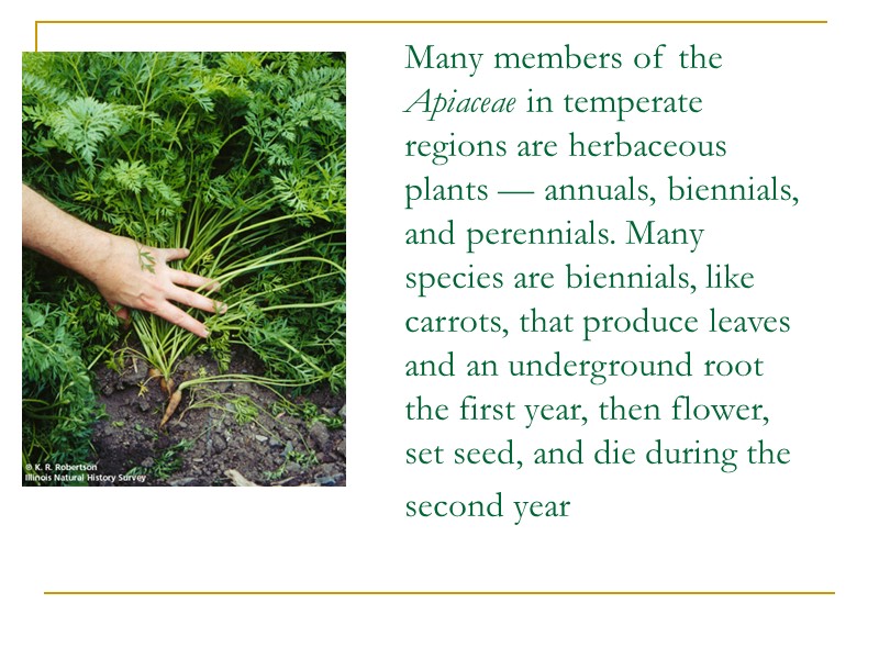 Many members of the Apiaceae in temperate regions are herbaceous plants — annuals, biennials,